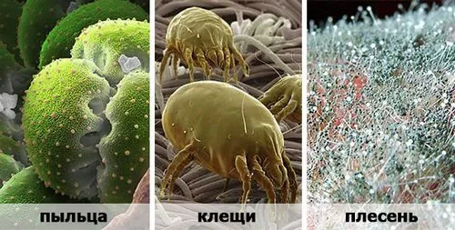 за скільки днів проходить нежить