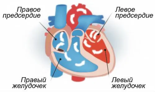 як лікувати екстрасистолію у дітей