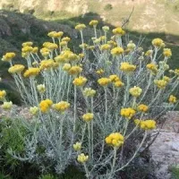 як лікувати печінку безсмертник