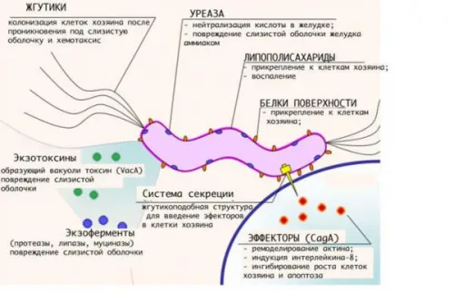 як лікувати хелікобактерної інфекції
