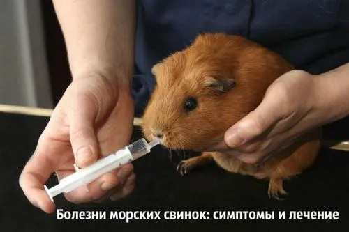 як правильно лікувати свинку