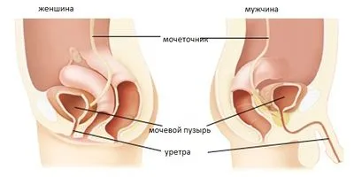 як лікувати кандидозний уретрит