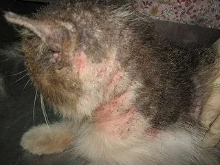 як лікувати коросту будинку