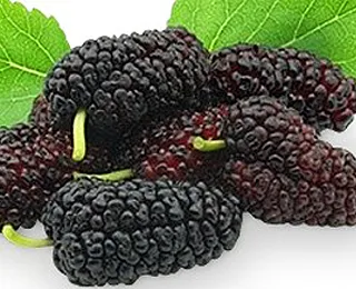 лікування алергія засіб метод