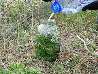 як лікувати рак болиголова