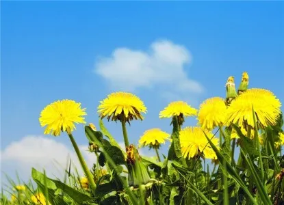 як лікувати фіброз печінки