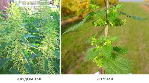 як лікувати суглоби кропивою