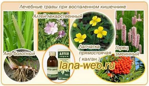 трави при діареї