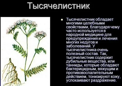 Лікування травою деревію цілющі властивості деревію
