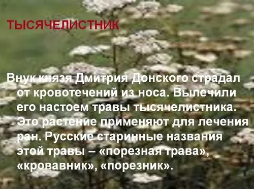Лікування травою деревію цілющі властивості деревію