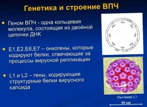 як вилікувати генітальні папіломи