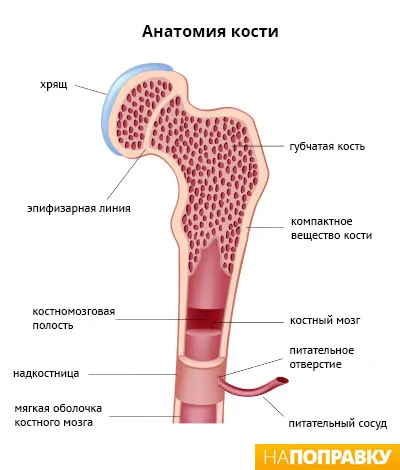 остеопороз