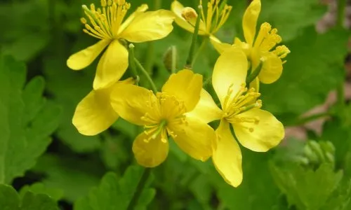 як лікувати підошовний псоріаз
