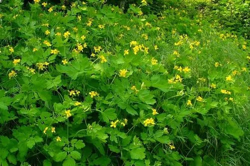 Очищення печінки чистотілом в домашніх умовах: рецепт, відгуки як лікувати печінку чистотілом