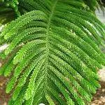 Araucaria - sfaturi de ingrijire la domiciliu Evergreen copac de la profesioniști
