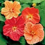 Abutilon, arțar îngrijire specială de casă și cultivarea în casă