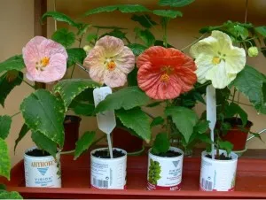 camera Abutilon îngrijire arțar, creșterea și reproducerea în casă (fotografii)