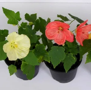 Abutilon, arțar îngrijire specială de casă și cultivarea în casă