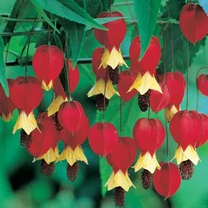 Abutilon, arțar îngrijire specială de casă și cultivarea în casă