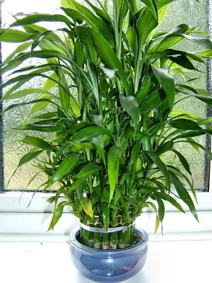 Bamboo - plantare, de propagare și de îngrijire la domiciliu, foto (reproducere) Bamboo - plantare, propagare și de îngrijire la domiciliu, fotografii