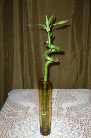 Bamboo - plantare, de propagare și de îngrijire la domiciliu, foto (reproducere) Bamboo - plantare, propagare și de îngrijire la domiciliu, fotografii