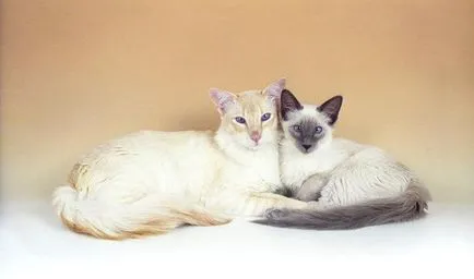 balinez