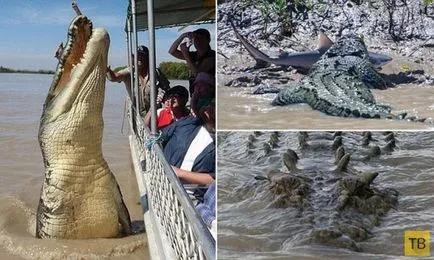 Shark și crocodil întâlnit în luptă mortală (15 fotografii) (lupta) Rechin și crocodil întâlnit în luptă mortală (15 fotografii)