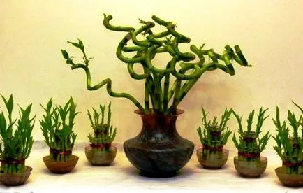 Bamboo în plantare de origine, cultivare, îngrijire, fotografie
