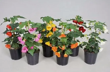 secrete Abutilon de creștere arțar interne