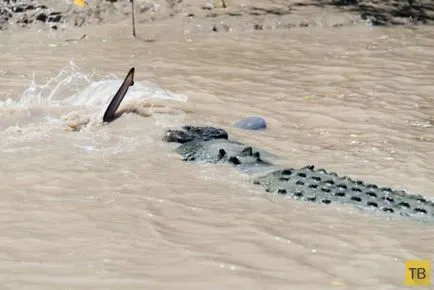 Rechin și crocodil întâlnit în luptă mortală (15 fotografii) (fin) Rechin și crocodil întâlnit în luptă mortală (15 fotografii)