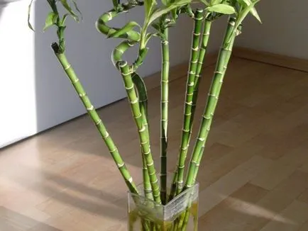 Bamboo - plantare, propagare și de îngrijire la domiciliu, o fotografie (reproducere) Bamboo - plantare, propagare și de îngrijire la domiciliu, fotografii