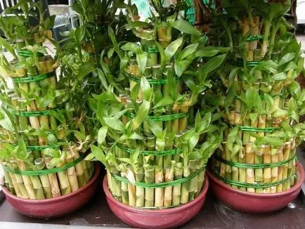Bamboo - plantare, de propagare și de îngrijire la domiciliu, foto (reproducere) Bamboo - plantare, propagare și de îngrijire la domiciliu, fotografii