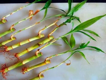Bamboo - plantare, de propagare și de îngrijire la domiciliu, fotografie (de plantare) Bamboo - plantare, propagare și de îngrijire la domiciliu, fotografii