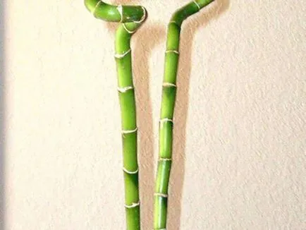 Bamboo - plantare, propagare și de îngrijire la domiciliu, fotografii (foto bambus flori ghiveci de îngrijire la domiciliu a planta de multiplicare de plantare să crească rapid) Bamboo - plantare, propagare și de îngrijire la domiciliu, fotografii