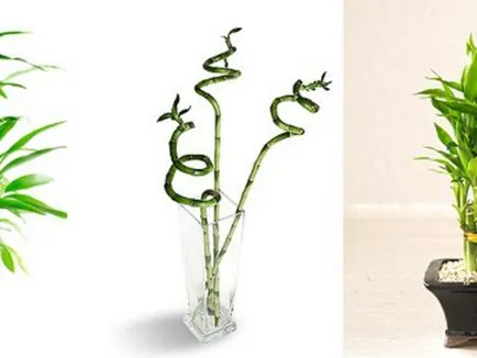 Bamboo - plantare, de propagare și de îngrijire la domiciliu, fotografie (de plantare) Bamboo - plantare, propagare și de îngrijire la domiciliu, fotografii