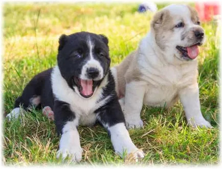 Alabay (Shepherd din Asia), precum și o scurtă descriere a conținutului speciilor (Shepherd asiatic) Alabay (Shepherd din Asia), precum și o scurtă descriere a conținutului de rocă