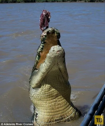 Shark și crocodil întâlnit în luptă mortală (15 poze) (turist) Rechin și crocodil întâlnit în luptă mortală (15 fotografii)