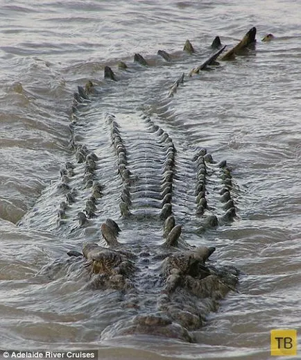 Shark și crocodil întâlnit în luptă mortală (15 poze) (sa) Rechin și crocodil întâlnit în luptă mortală (15 fotografii)