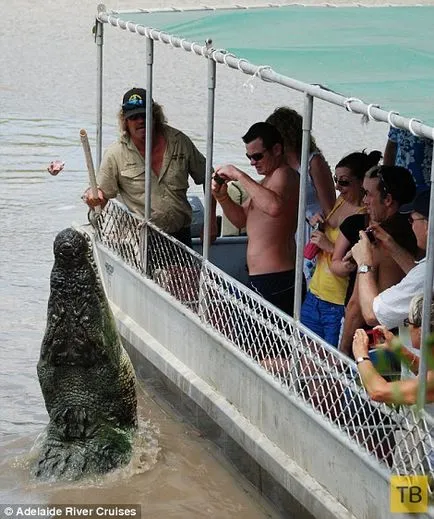 Rechin și crocodil întâlnit în luptă mortală (15 fotografii) (shore) Rechin și crocodil întâlnit în luptă mortală (15 fotografii)
