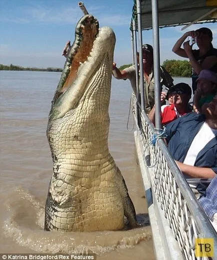 Shark și crocodil întâlnit în luptă mortală (15 fotografii) (lupta) Rechin și crocodil întâlnit în luptă mortală (15 fotografii)