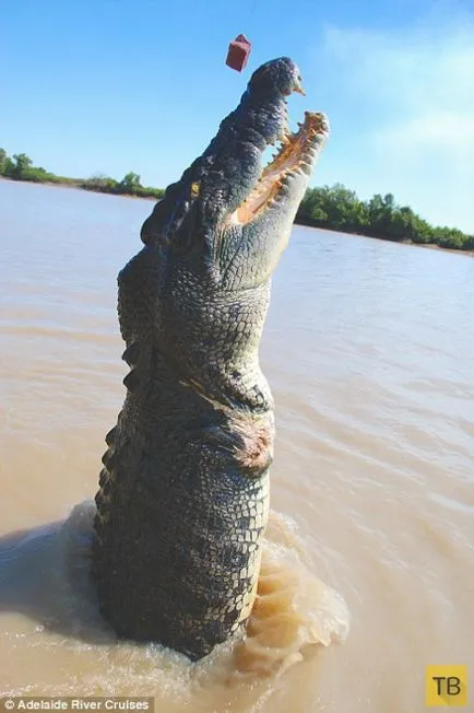 Rechin și crocodil întâlnit în luptă mortală (15 fotografii) (deși) Rechin și crocodil întâlnit în luptă mortală (15 fotografii)
