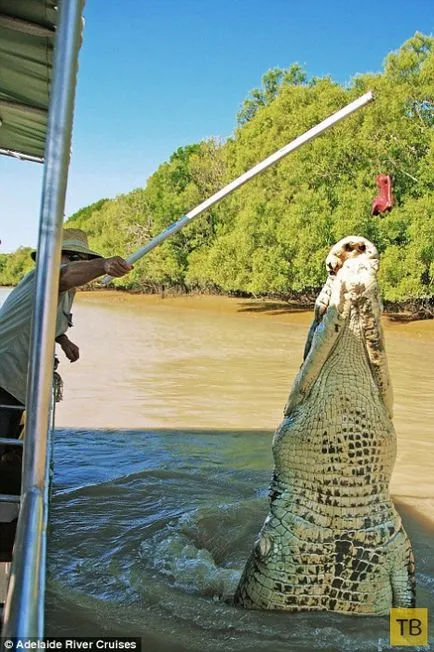 Shark și crocodil întâlnit în luptă mortală (15 poze) (Andrew) Rechin și crocodil întâlnit în luptă mortală (15 fotografii)