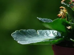 як вилікувати шіпіцу Суперчістотел
