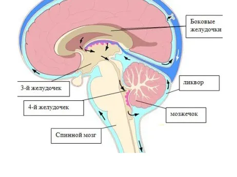 Причини і ознаки внутрішньочерепного тиску у немовлят як лікувати внутрішньочерепний тиск у новонароджених