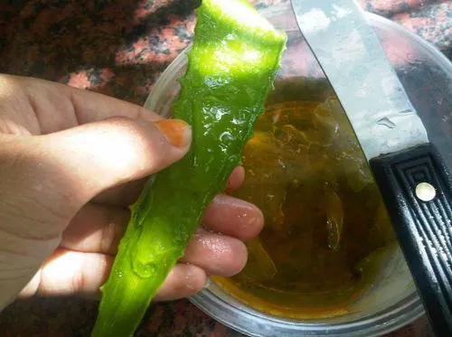 як лікувати шлунок за допомогою алое