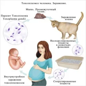 токсоплазмоз лікувати чи ні
