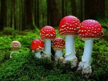 як лікувати запалення суглобів народними засобами