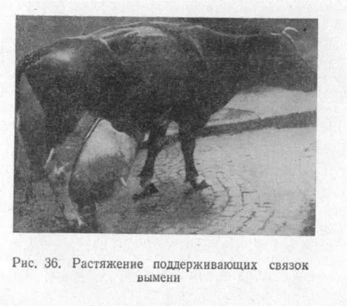 Забій вимені як лікувати забій вимені