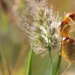 як лікувати шлунок соком алое