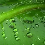 як лікувати шлунок соком алое